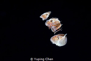 Paper Nautilus (Female) by Yuping Chen 